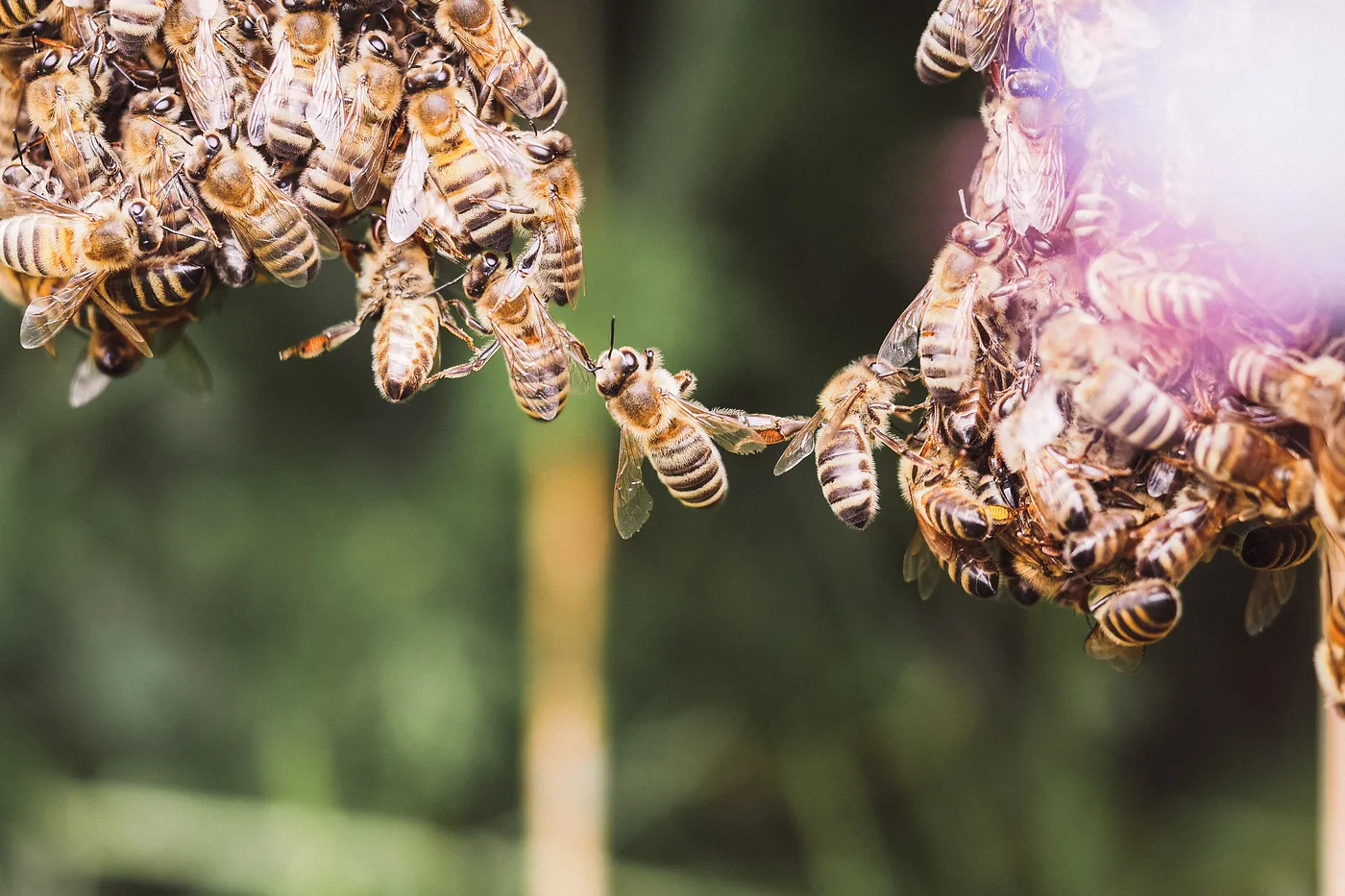 Harnessing the Power of Public APIs for Your Project- A Comprehensive Guide
